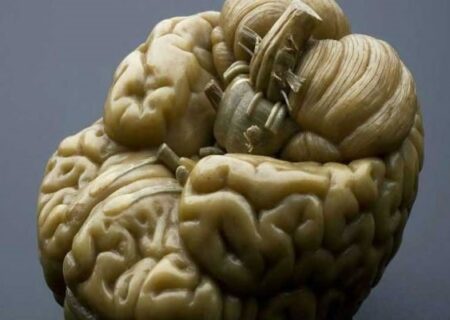 اندازه گیری هوش انسان از روی تصاویر مغزی